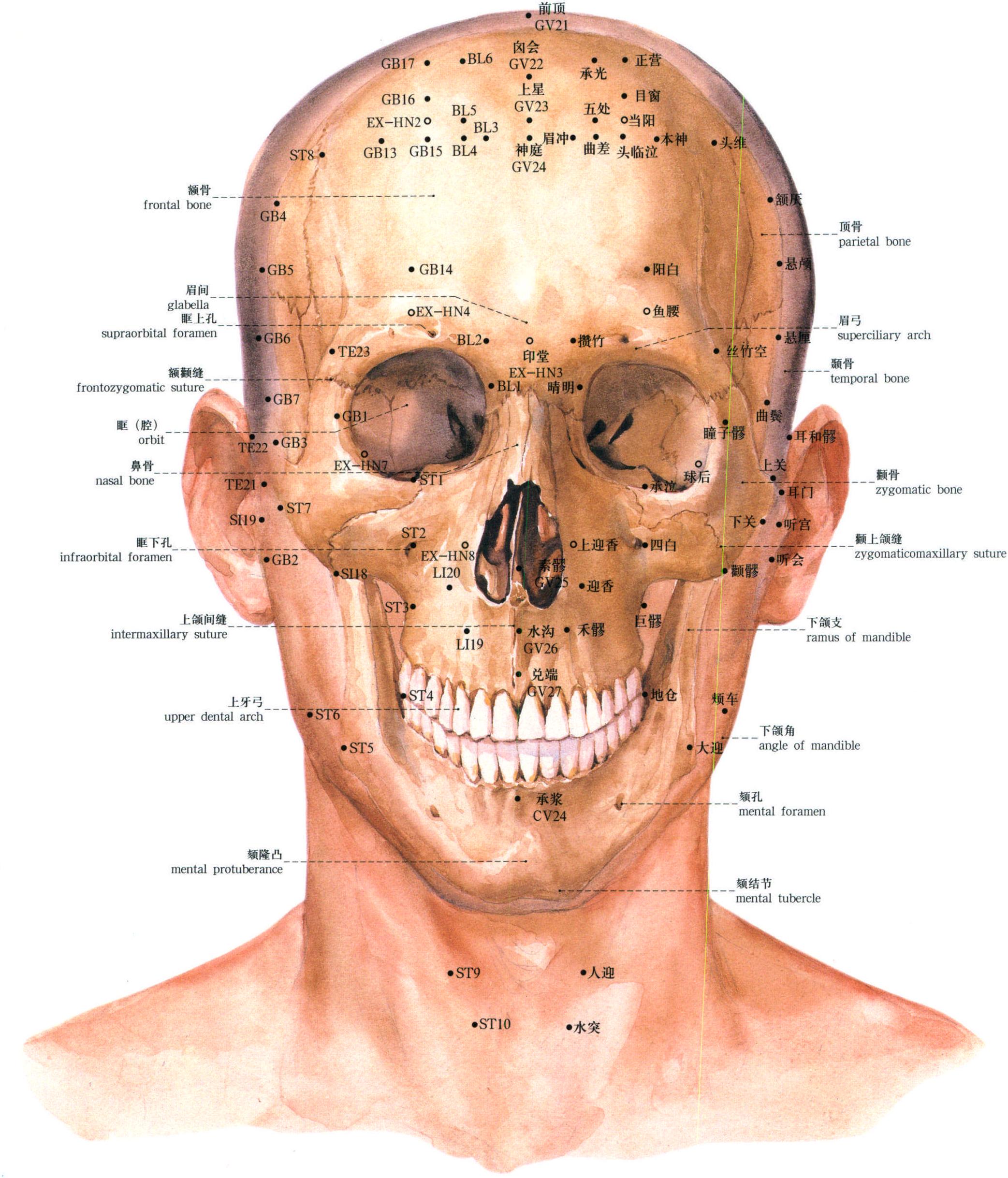 10. 头面颈部的骨骼与腧穴 (前面)